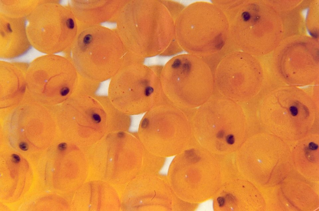 eyed-atlantic-salmon-eggs-fws-gov